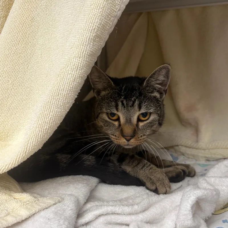 A young medium-sized male Domestic Short Hair cat named Captain Spaulding for adoption in Pittsburgh, PA