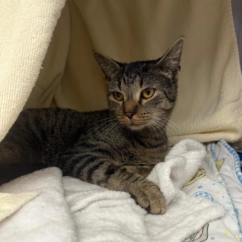 Captain Spaulding thumbnail 2