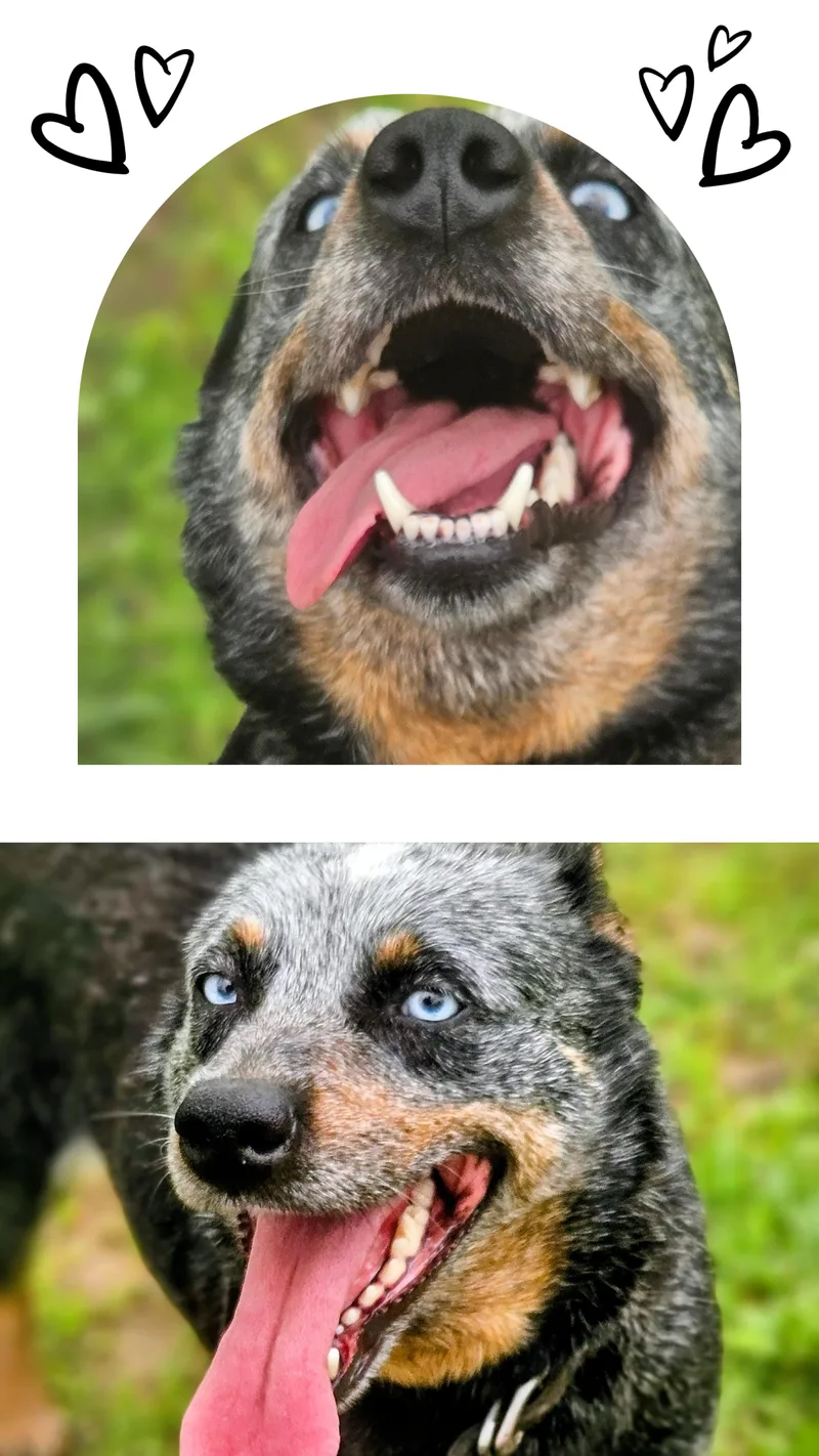 An adult medium-sized female Merle (Blue) Australian Cattle Dog / Blue Heeler dog named Blueberry for adoption in Perryville, AR