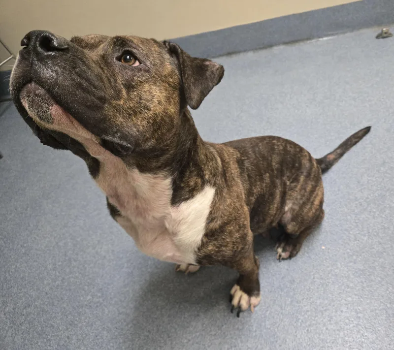 An adult large-sized female Pit Bull Terrier dog named Nova for adoption in Suffolk, VA