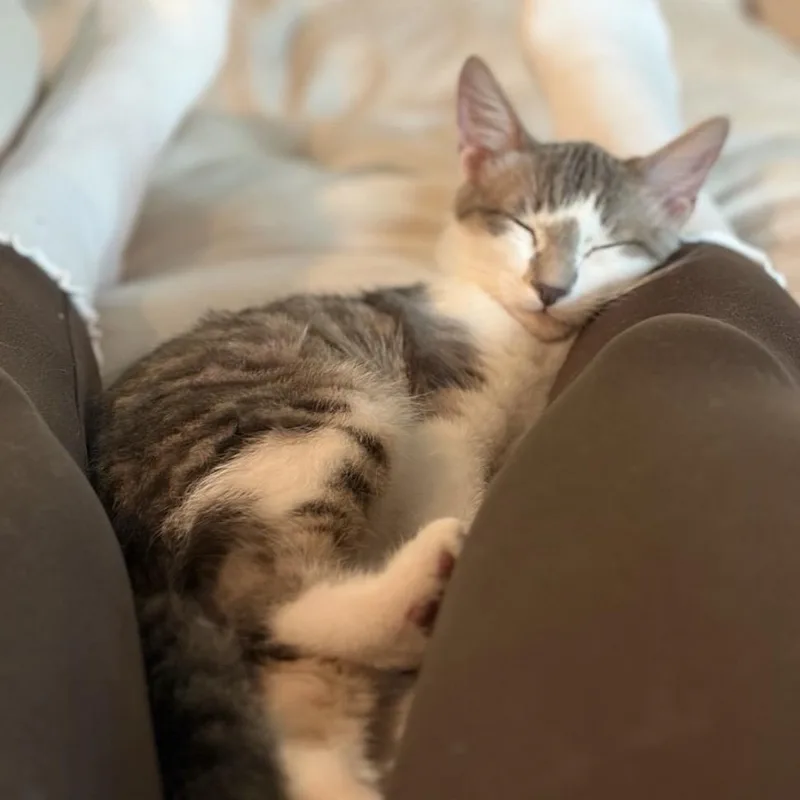 A young medium-sized male Gray & White Domestic Short Hair cat named Woody for adoption in Duluth, GA