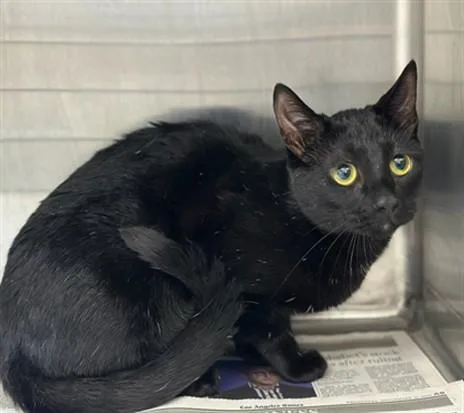 A young medium-sized female Domestic Short Hair cat named Genisis for adoption in Los Angeles, CA