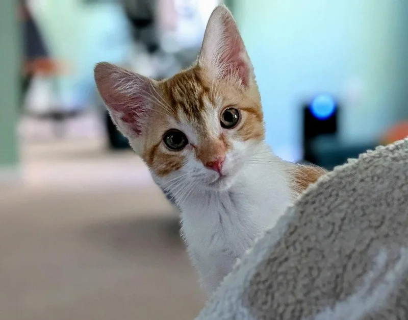 A young medium-sized female Orange & White Domestic Short Hair cat named Artemis for adoption in Garner, NC