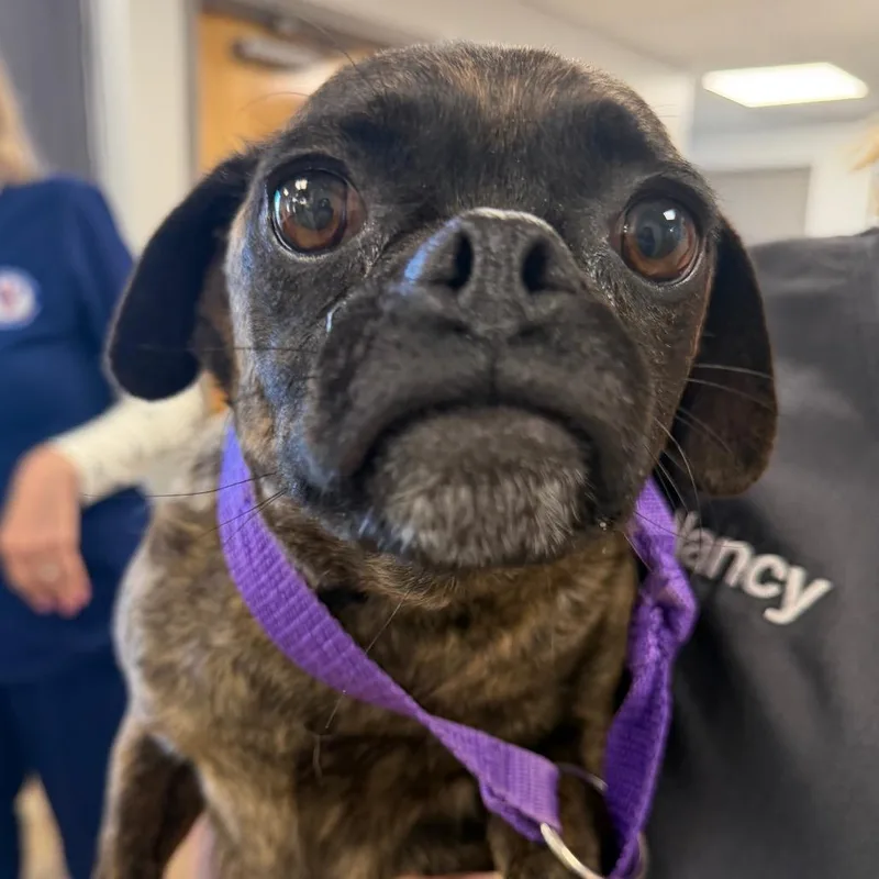An adult small-sized female Brindle Pug dog named Beatrice for adoption in West Chester, PA