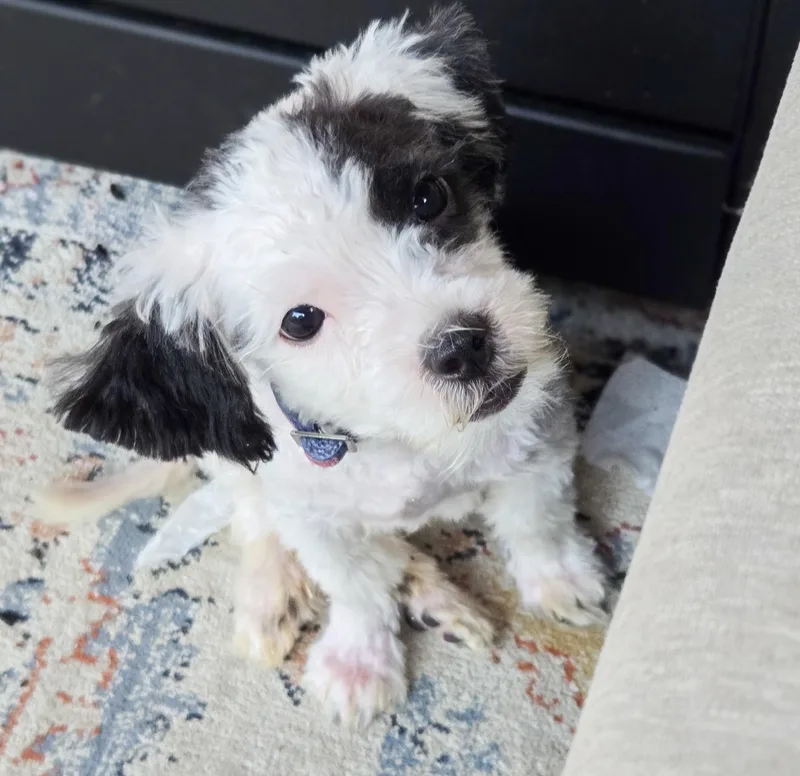 A baby small-sized male Brindle Shih Tzu dog named Dugan for adoption in Houston, TX