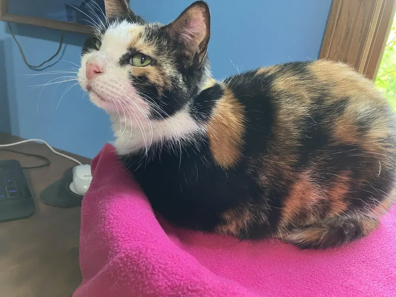 A senior medium-sized female Domestic Short Hair cat named Dutchess for adoption in Wheaton, IL