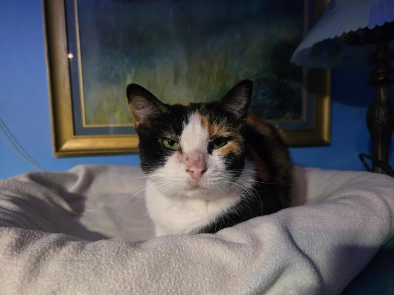 Dutchess thumbnail 2