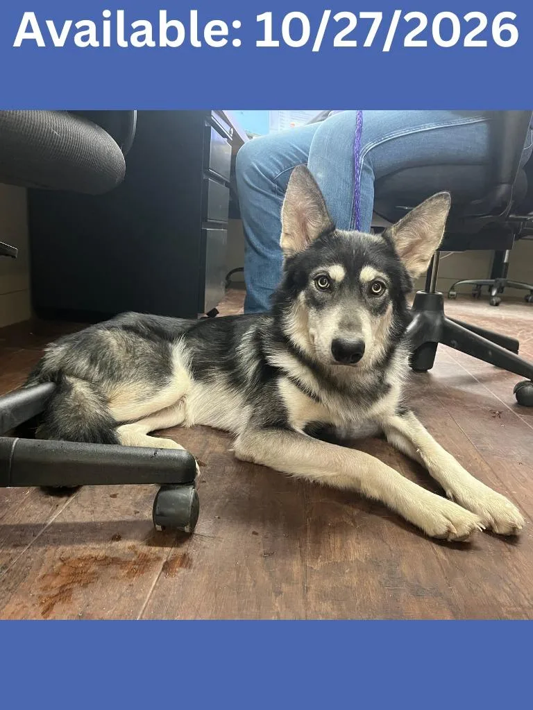 A baby large-sized male Husky dog named Dog Kennel  Damon for adoption in Greenville, TX