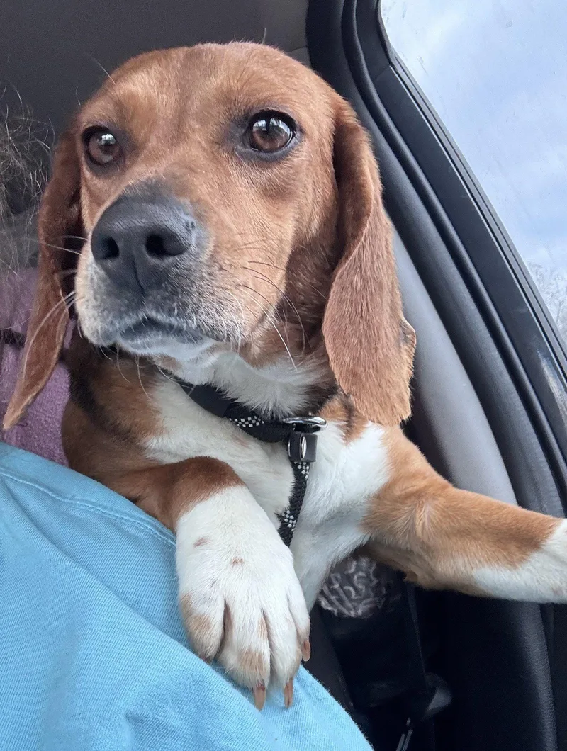 A young small-sized female Beagle dog named Sundae aka Sunni for adoption in Dunnellon, FL