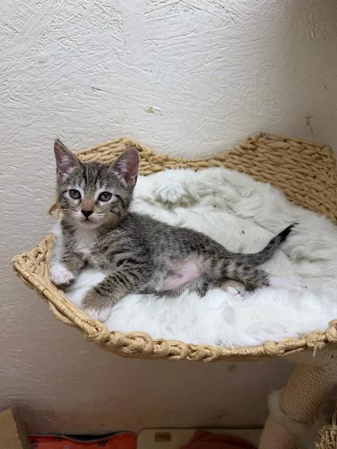 A baby small-sized female Domestic Short Hair cat named Desirae for adoption in Tustin, CA