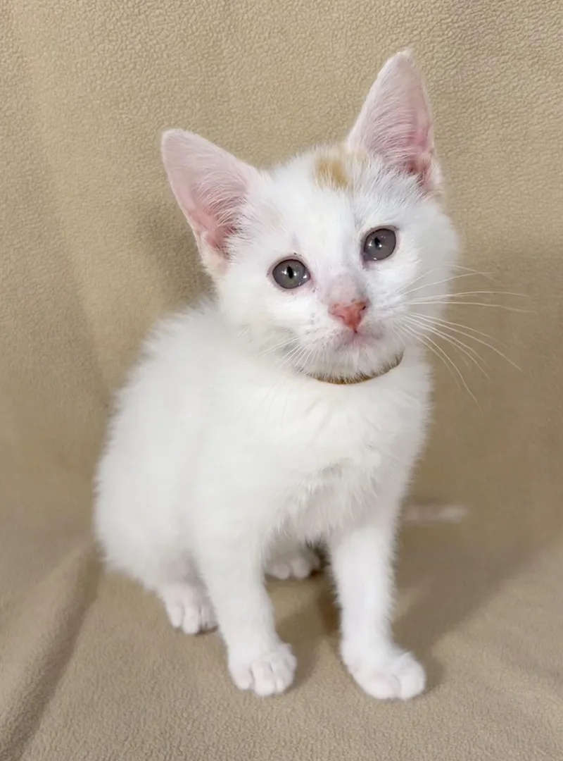 A baby medium-sized female Orange & White Domestic Short Hair cat named Zoe for adoption in Minneapolis, MN
