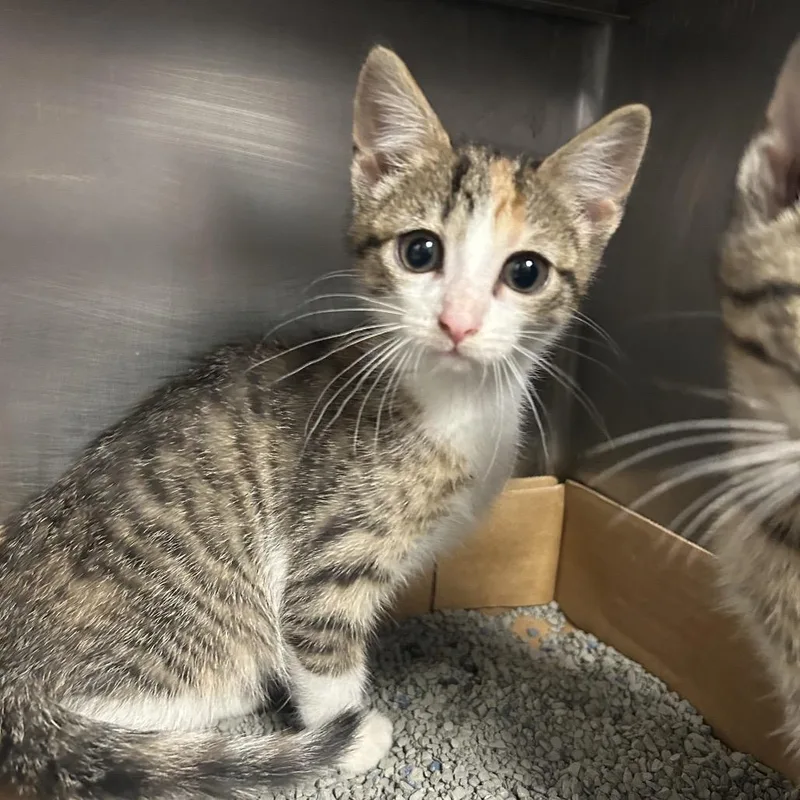 A baby small-sized female Calico Domestic Short Hair cat named Hyena for adoption in Charleston, WV