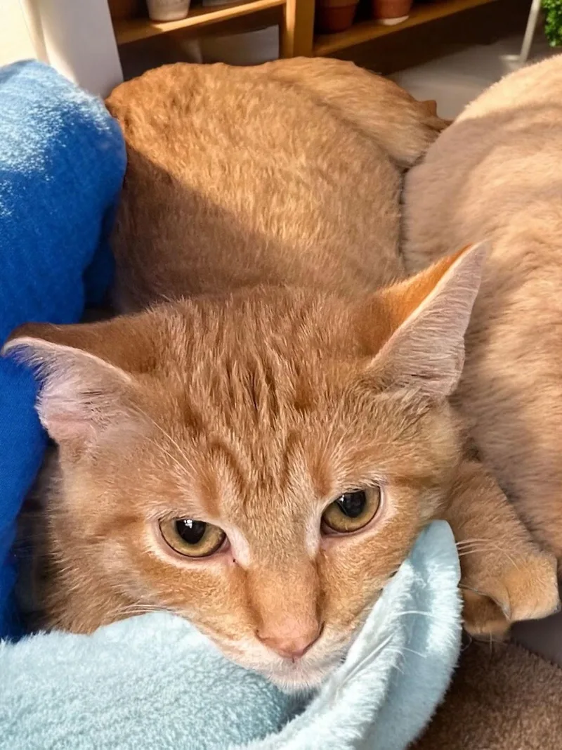 A young medium-sized male Orange / Red Domestic Short Hair cat named Bannack for adoption in Champaign, IL