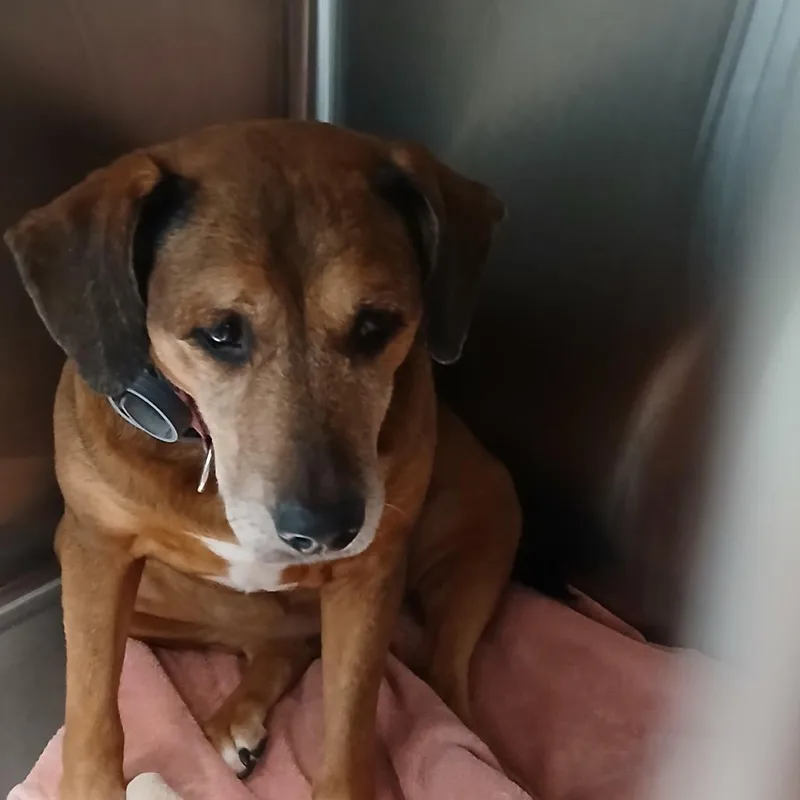 An adult small-sized female Mixed Breed dog named HoneyBun for adoption in Blue Ridge, GA
