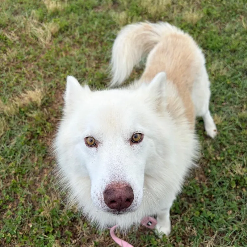 An adult medium-sized male White / Cream Husky dog named Breezy for adoption in Newark, DE