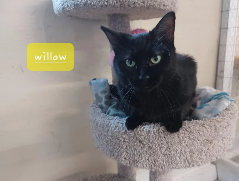 An adult medium-sized female Black Domestic Short Hair cat named Willow for adoption in Walworth, WI