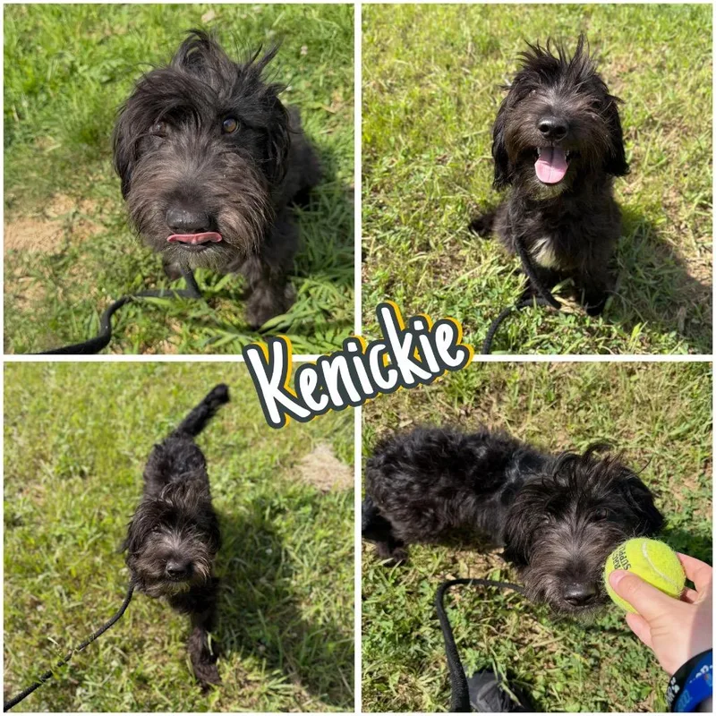 A baby small-sized male Poodle dog named Kenickie for adoption in Pierceton, IN