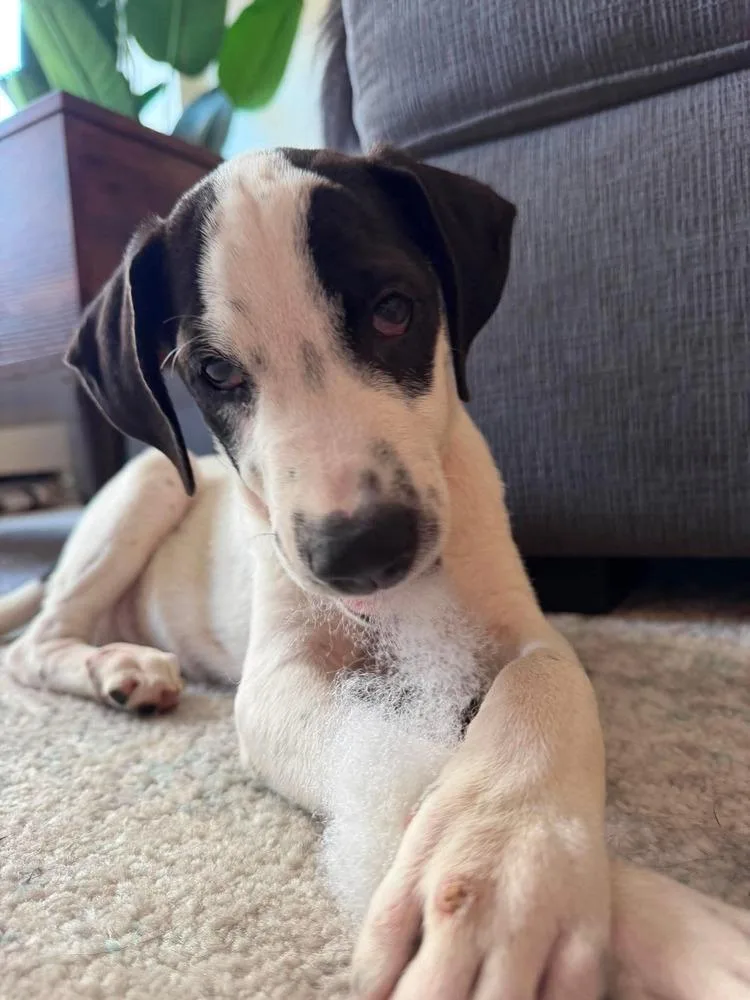 A baby medium-sized male Tricolor (Brown, Black, & White) Retriever dog named Pugsly for adoption in Valley Stream, NY