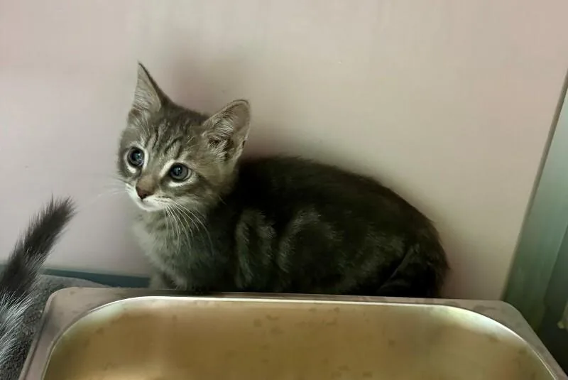 A young medium-sized male Gray / Blue / Silver Domestic Short Hair cat named Hendrick for adoption in Providence Forge, VA
