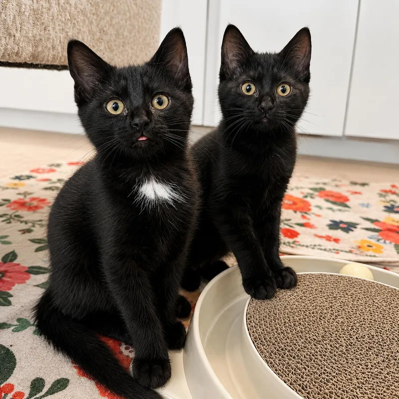 A baby medium-sized female Black Domestic Short Hair cat named Burrata and Fontina for adoption in Pontiac, MI