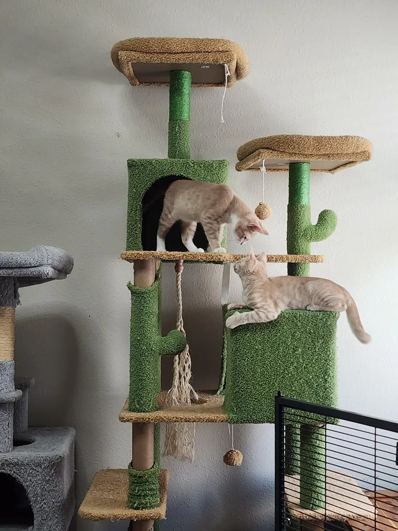 A baby medium-sized male Domestic Short Hair cat named Popeye & Pirate for adoption in Jacksonville, FL