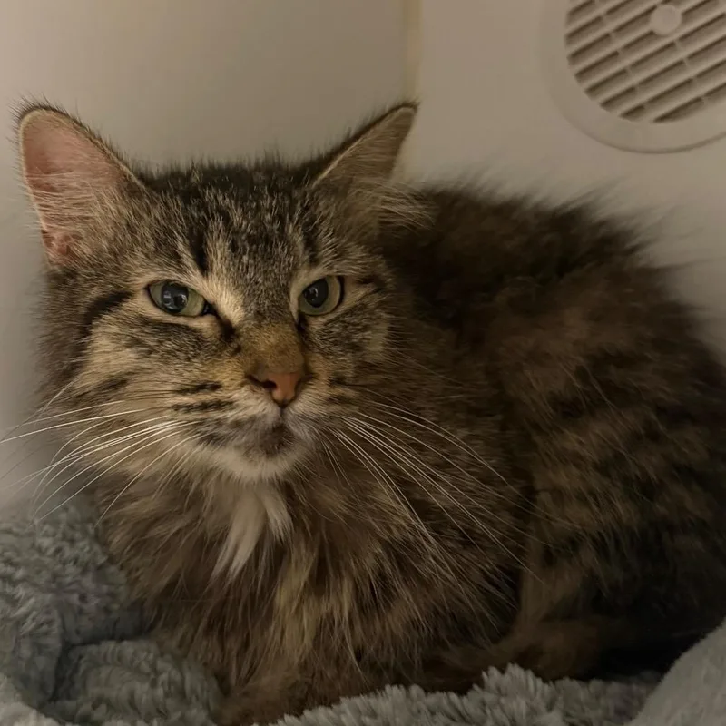 An adult medium-sized female Brown / Chocolate Domestic Short Hair cat named Maze for adoption in Oshkosh, WI