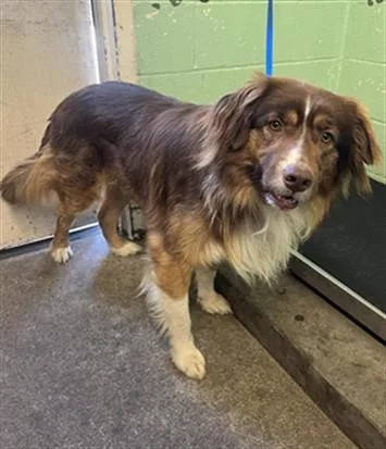 An adult large-sized male Border Collie dog named Canelo for adoption in Sacramento, CA