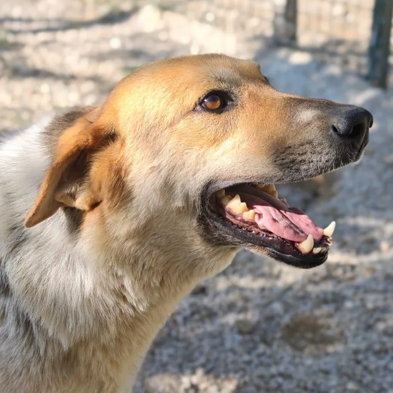 Mr. Hugger Orlo thumbnail 2