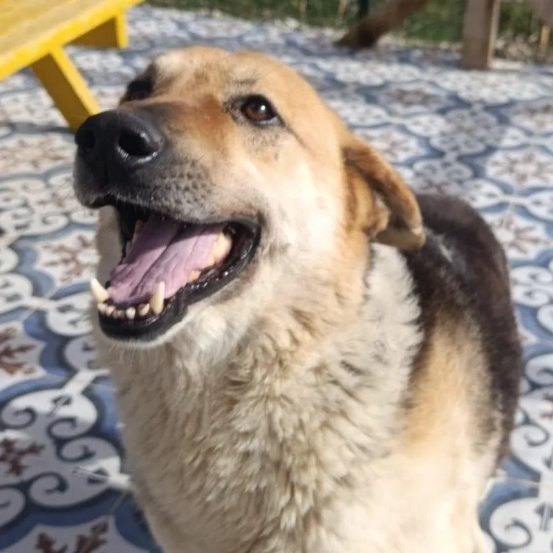 Mr. Hugger Orlo thumbnail 3