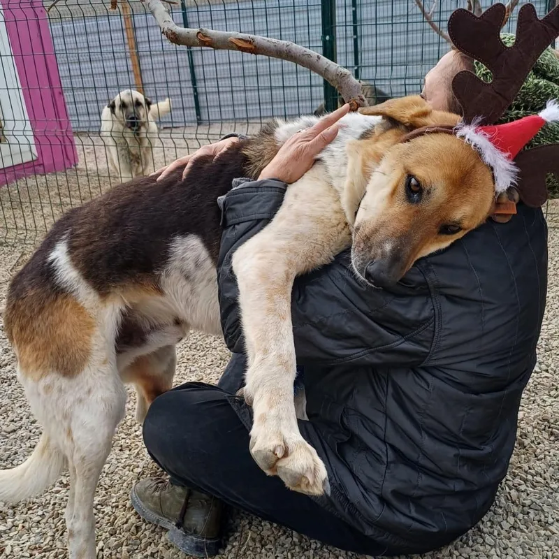 Mr. Hugger Orlo thumbnail 4