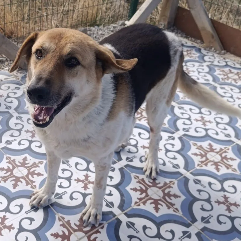 Mr. Hugger Orlo thumbnail 5