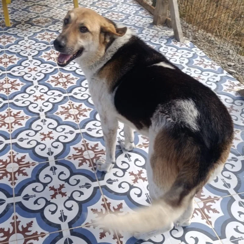 Mr. Hugger Orlo thumbnail 6