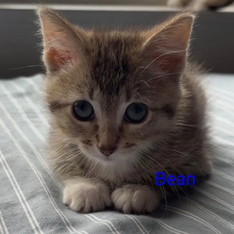 A baby small-sized female Buff / Tan / Fawn Domestic Short Hair cat named Bean for adoption in Grand Rapids, MN