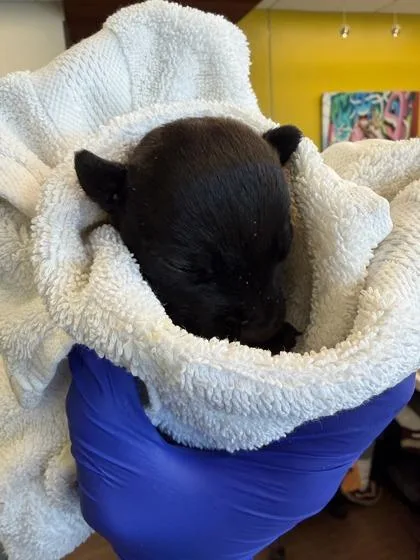 A baby small-sized female Mixed Breed dog named Cree for adoption in Atlanta, GA