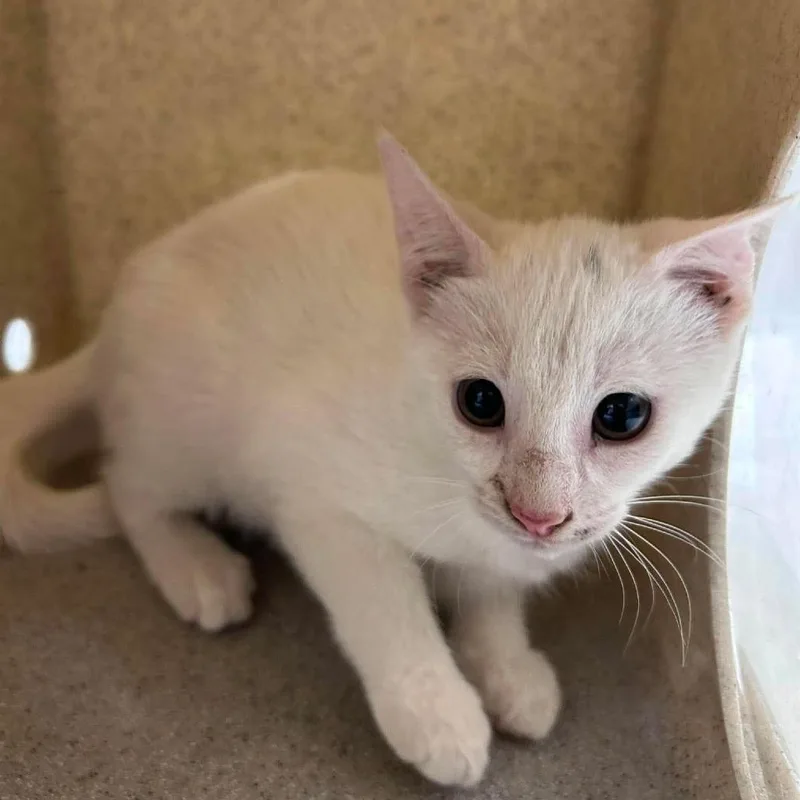 A baby small-sized female White Domestic Short Hair cat named Cuddle Bug for adoption in Bastrop, TX