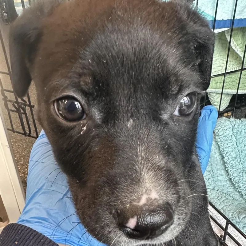 A baby small-sized male Black Mixed Breed dog named Gusgus for adoption in Allentown, PA