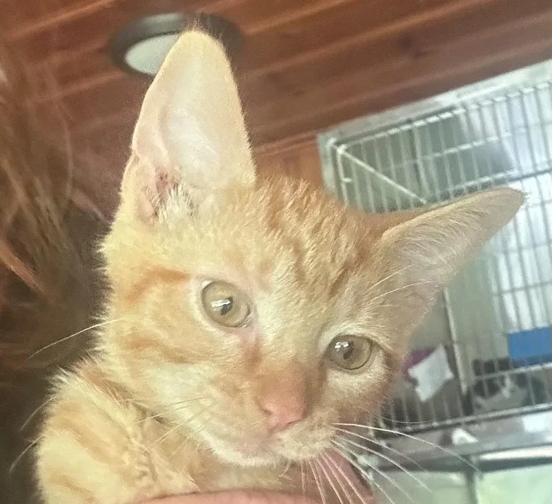 A baby medium-sized male Domestic Short Hair cat named Salamander for adoption in Cumming, GA