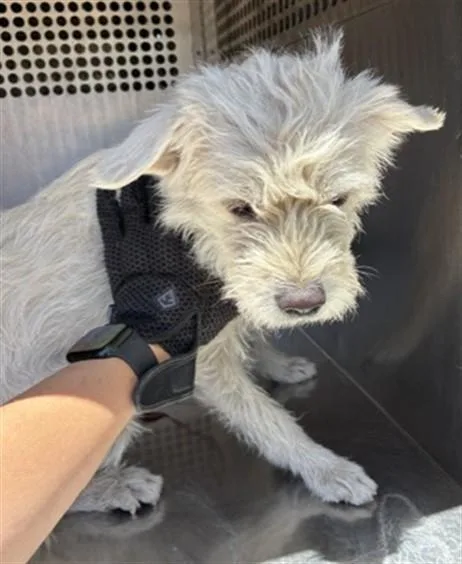 A young small-sized female West Highland White Terrier / Westie dog named Brenda for adoption in Phoenix, AZ