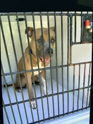 An adult medium-sized male Pit Bull Terrier dog named Sprinkler for adoption in Atlanta, GA