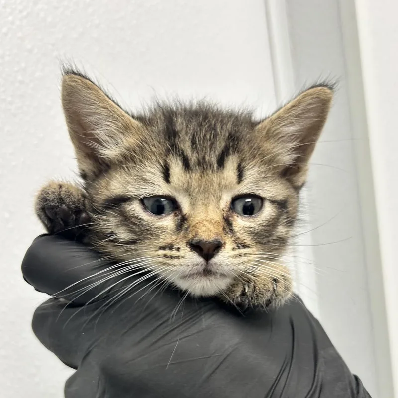 A baby small-sized male Brown / Chocolate Domestic Short Hair cat named Koffing for adoption in Abilene, TX