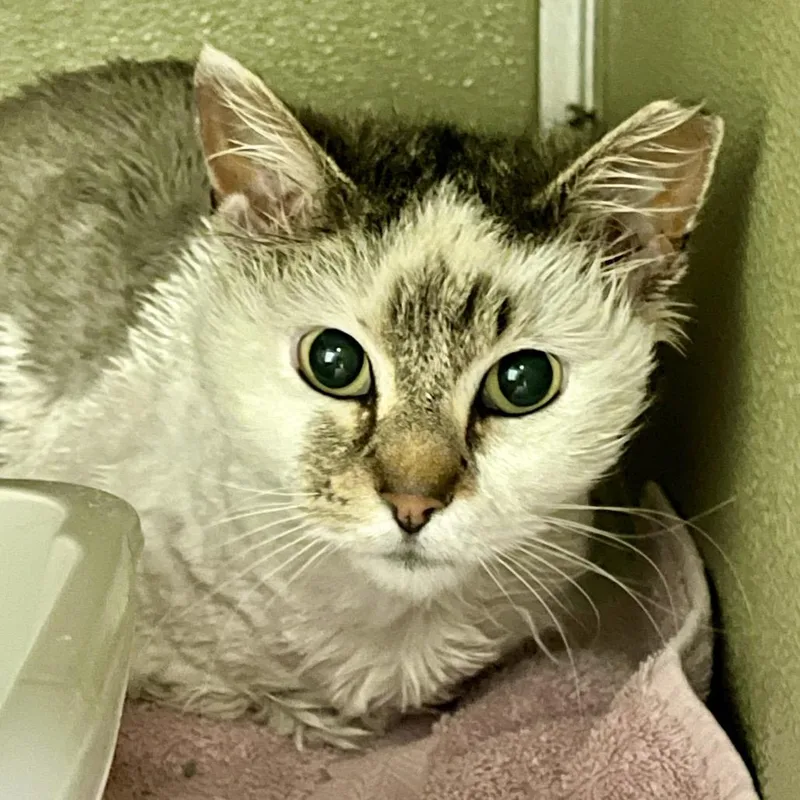 An adult medium-sized female Brown / Chocolate Domestic Medium Hair cat named Finnegan for adoption in Deerfield, IL