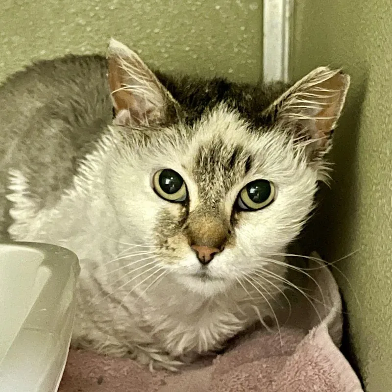 Finnegan thumbnail 2