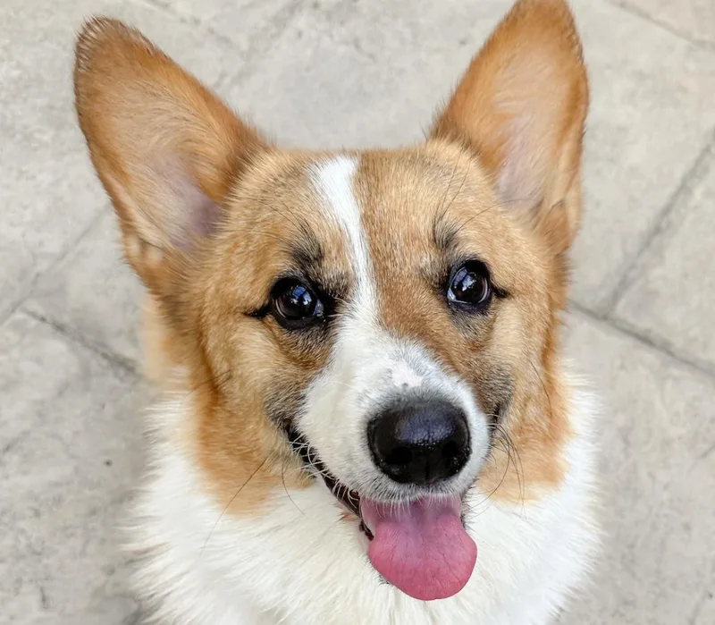 An adult small-sized female Corgi dog named Peanut for adoption in San Ramon, CA