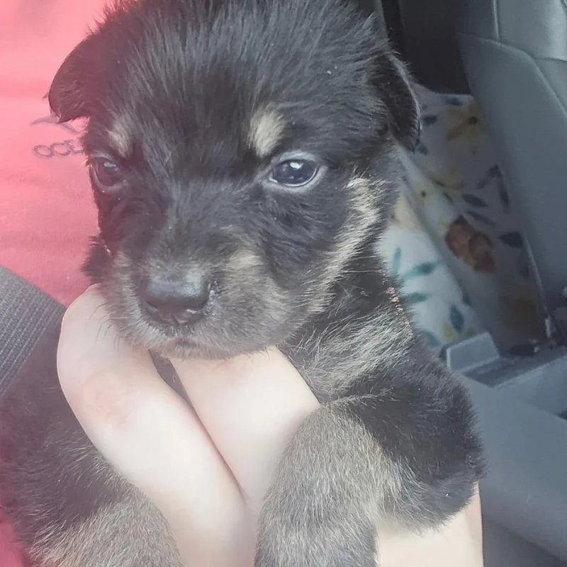 A baby small-sized female Black Husky dog named Jelly Bean for adoption in Aberdeen, NC