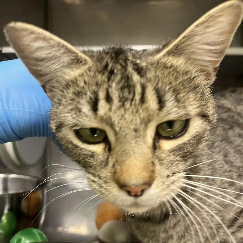 An adult medium-sized female Gray / Blue / Silver Domestic Short Hair cat named Columba for adoption in Durango, CO