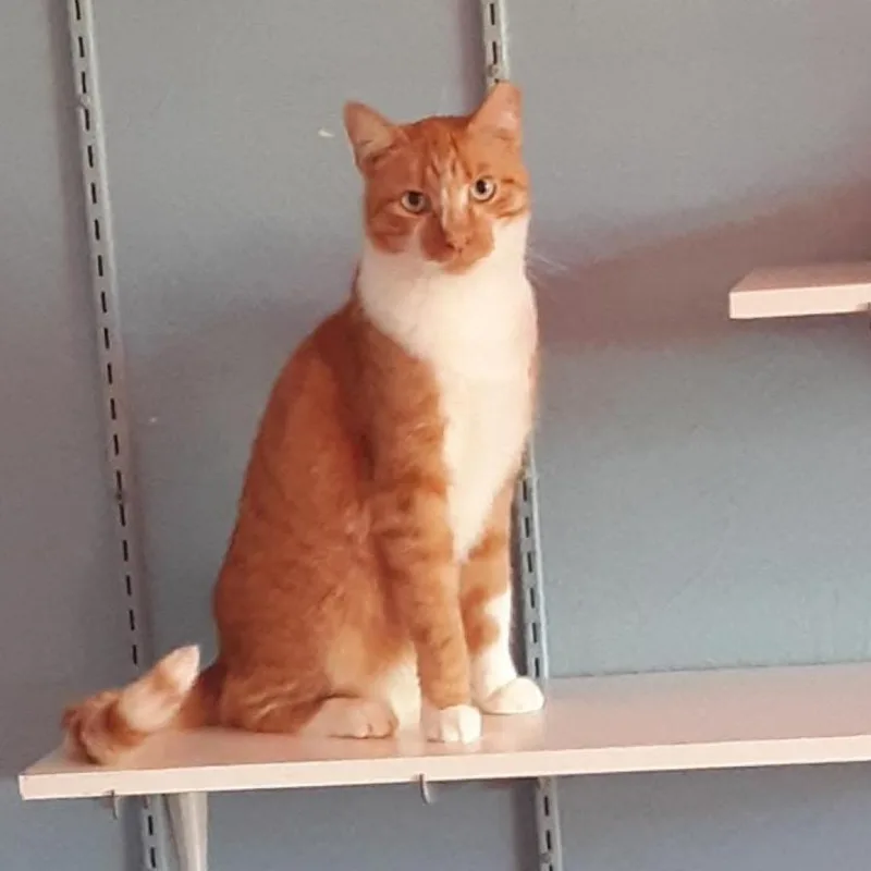 A senior medium-sized male Domestic Short Hair cat named Charlie for adoption in Tucson, AZ