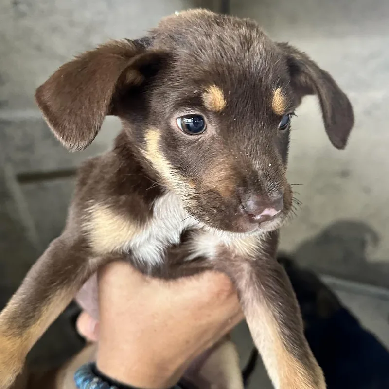 A baby small-sized female Brown / Chocolate Shepherd dog named Ingrid for adoption in Tampa, FL