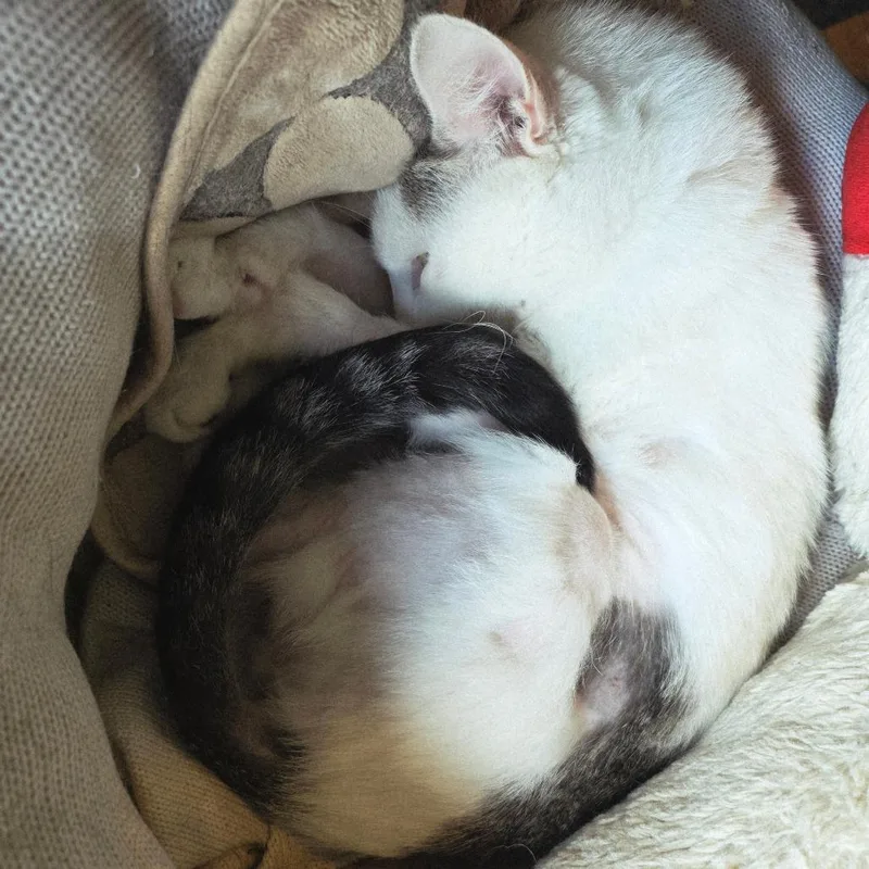 An adult medium-sized male White Domestic Short Hair cat named Wonka for adoption in Inver Grove Heights, MN