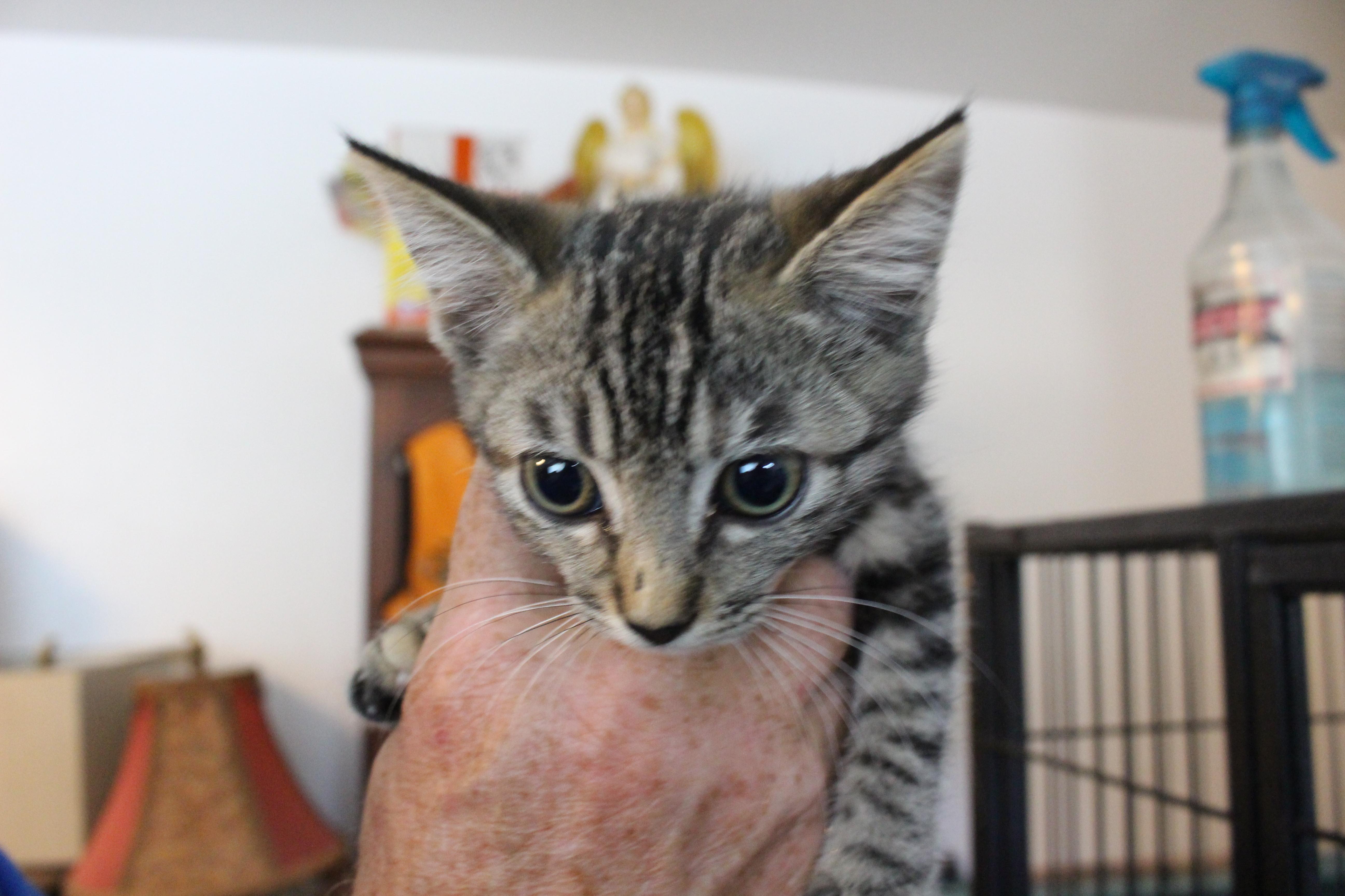 A baby large-sized female Tabby (Tiger Striped) Domestic Short Hair cat named 0701-2606 for adoption in Turlock, CA