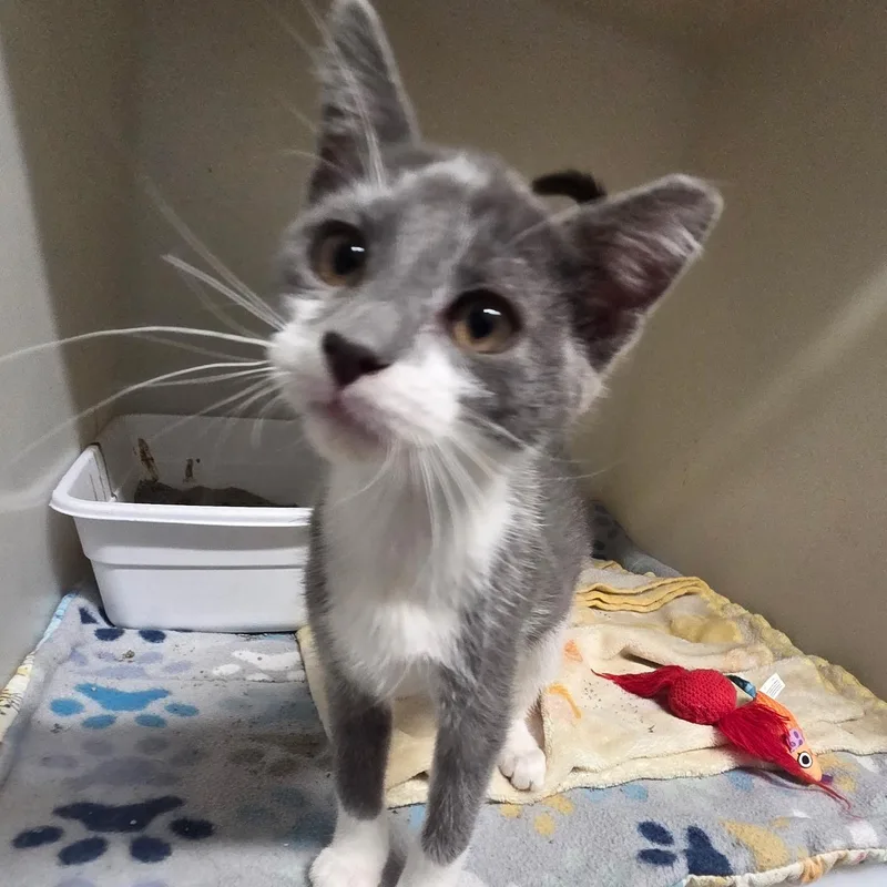 A baby small-sized female Gray & White Domestic Short Hair cat named Arrow for adoption in Spencer, IA
